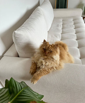 STELLA Innuendo Nuit